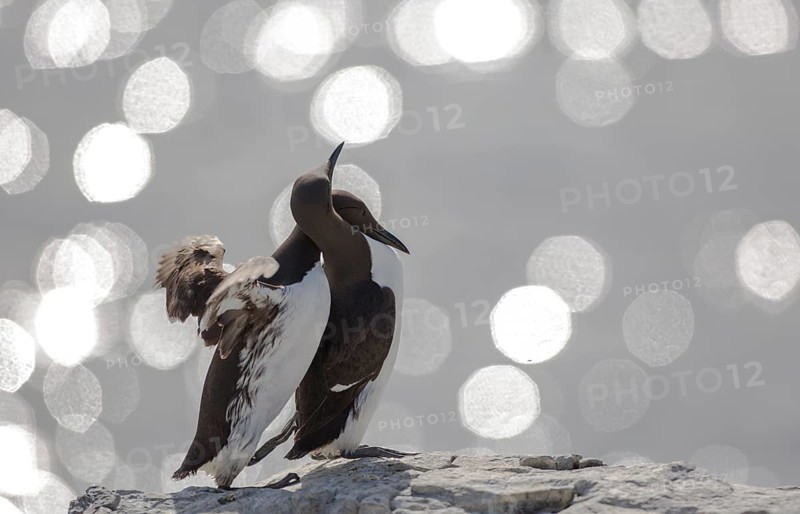 Common Murre (Uria aalge), Farne Islands, United Kingdom
