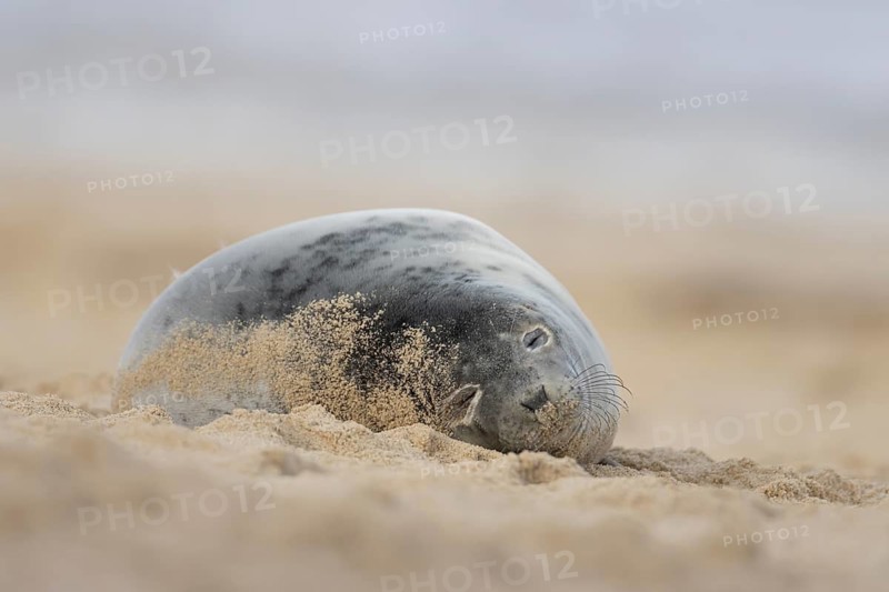 Atlantic grey seal (Halichoerus grypus) adult animal sleeping on a sandy beach, England, United Kingdom