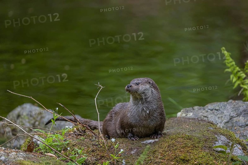 One Eurasian otter (Lutra lutra), resting on a mossy rock. Green water reflections in the background