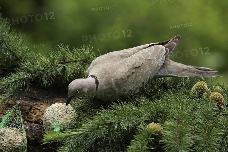Eurasian Collared Dove (Streptopelia decaocto), Lower Saxony, Germany