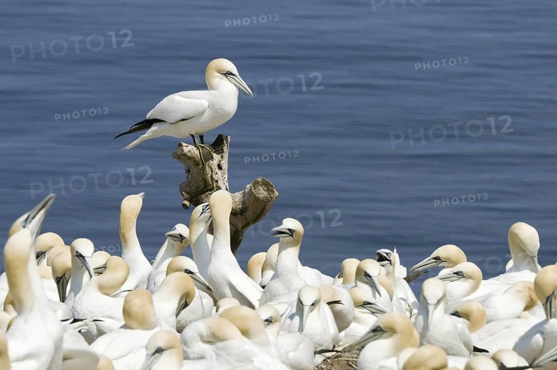Northern Gannet (Morus bassanus), Quebec, Canada