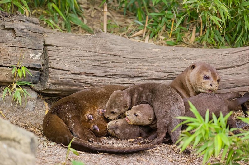 A female giant otter or giant river otter (Pteronura brasiliensis) nurses her young and plays with them