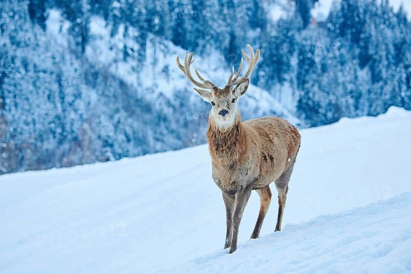 Red deer (Cervus elaphus) stag on a snowy meadow in the mountains in tirol, Kitzbühel, Wildpark Aurach, Austria