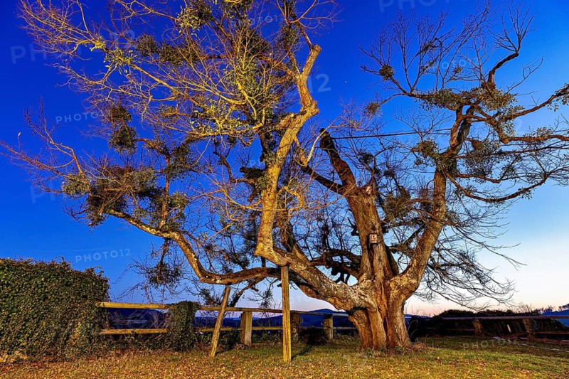 An old tree in a clear night landscape, surrounded by warm light and a dark sky, The old tree at Spangenberg Castle