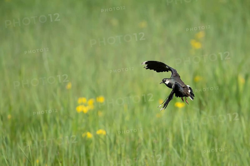 Northern lapwing or Green plover (Vanellus vanellus) adult wading bird in flight over a reedbed in spring, RSPB Minsmere nature reserve, Suffolk, England, United Kingdom