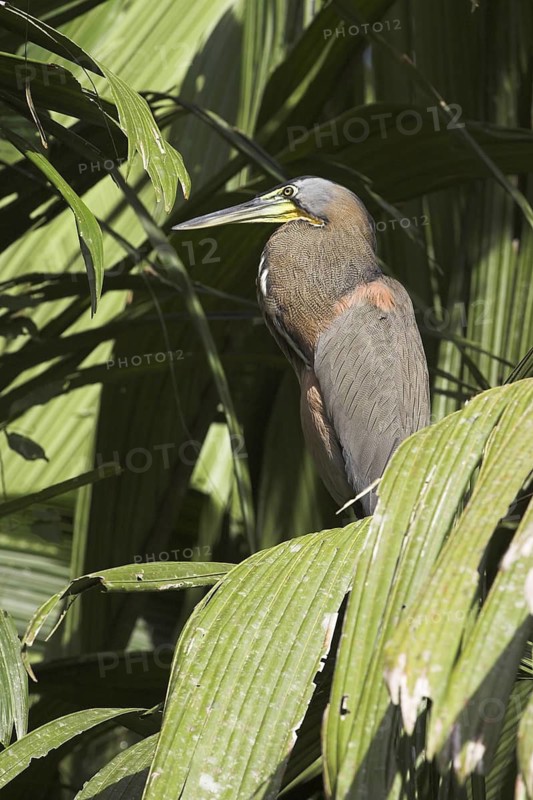 Fasciated Tiger Heron (Tigrisoma fasciatum), Costa Rica