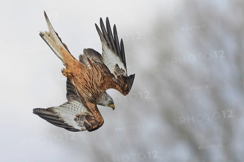 Red Kite (Milvus milvus) flying, United Kingdom