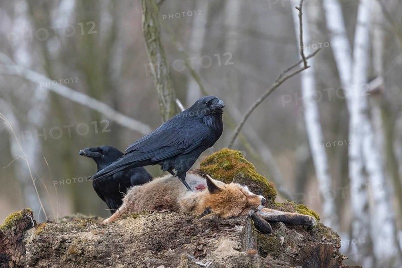 Two common raven (Corvus corax), fighting and feeding on the carcass of a red fox lying on stones in a forest of birch trees