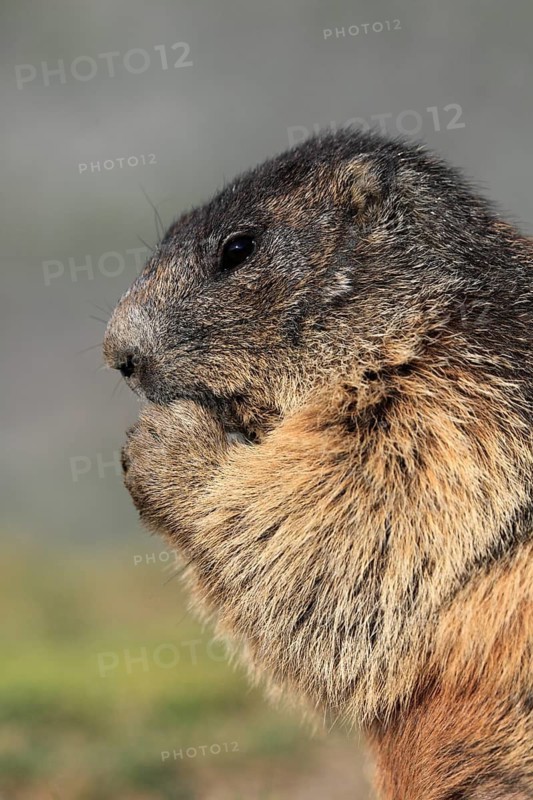 One adult Alpine Marmot, Marmota marmota, feeding on something. Closeup