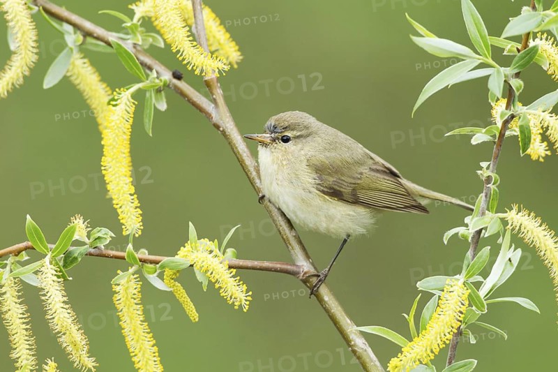 Common Chiffchaff (Phylloscopus collybita), Finland