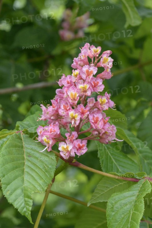 Horse chestnut (Aesculus × carnea 'Briotii'), Saxon State Institute for Agriculture, Pillnitz, Saxony, Germany