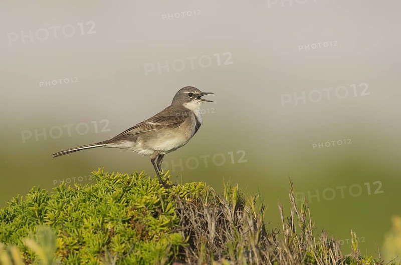 Cape Wagtail (Motacilla capensis), Western Cape, South Africa