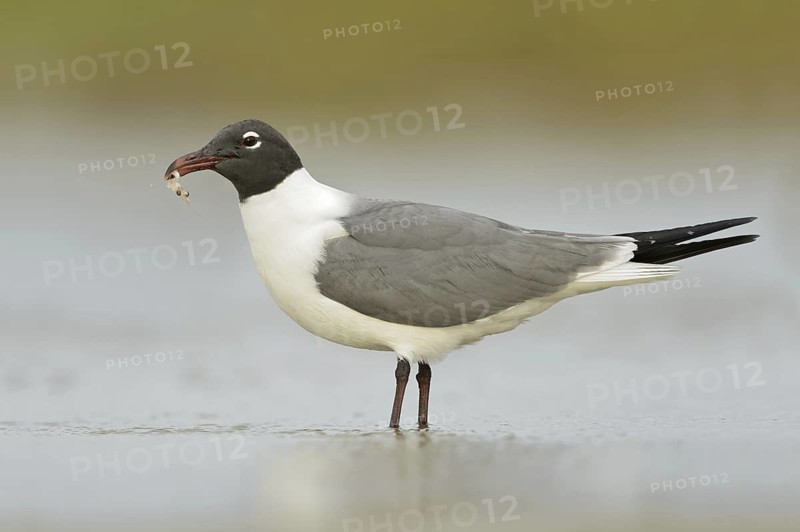 Laughing Gull (Leucophaeus atricilla), Texas, USA