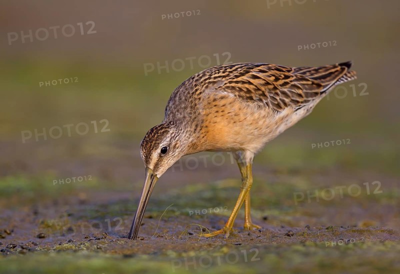 Short-Billed Dowitcher, juvenile