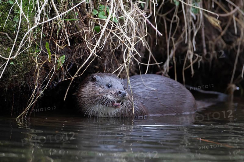 Eurasian otter (Lutra lutra) adult animal in a river, England, United Kingdom