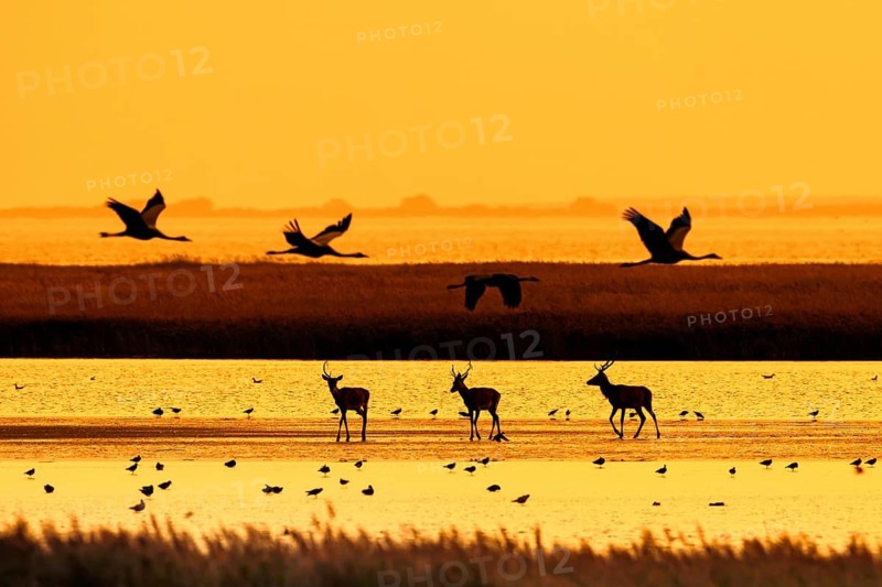Red deer stags and flock of common cranes (Grus grus) along the Baltic Sea, Western Pomerania Lagoon Area NP, Mecklenburg-Western Pomerania, Germany