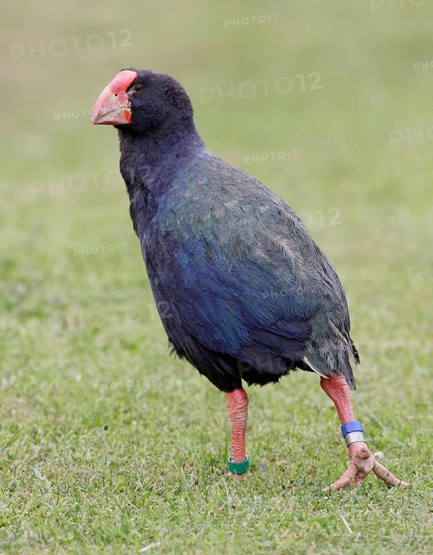 South Island Takahe (Porphyrio hochstetteri), New Zealand