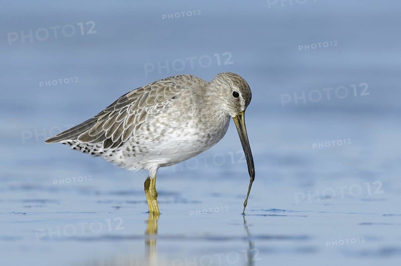 Short-billed Dowitcher (Limnodromus griseus), Texas, USA