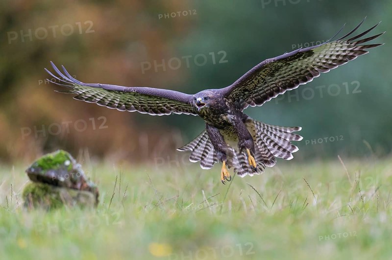 Common Buzzard (Buteo buteo) flying, Lower Saxony, Germany
