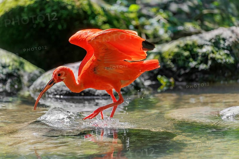 A scarlet ibis (Eudocimus ruber) leaps across the shallow water of a riverbank in search of food