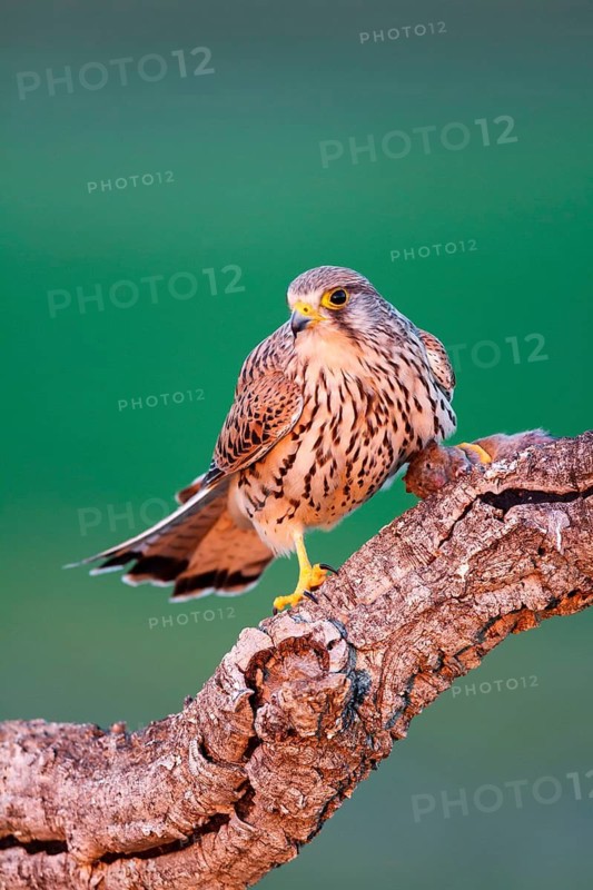 Common Kestrel (Falco tinnunculus) female with prey, Castile-La Mancha, Spain