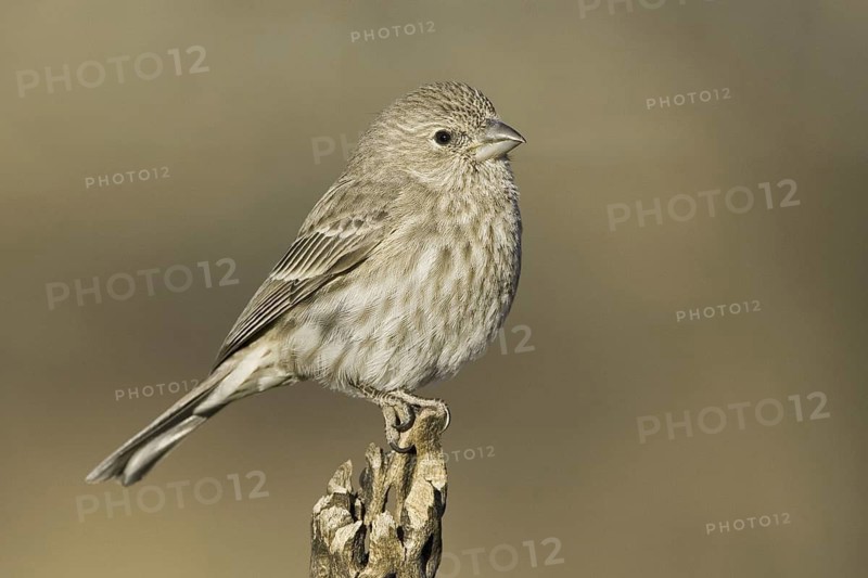 House Finch (Haemorhous mexicanus) female, Arizona, USA