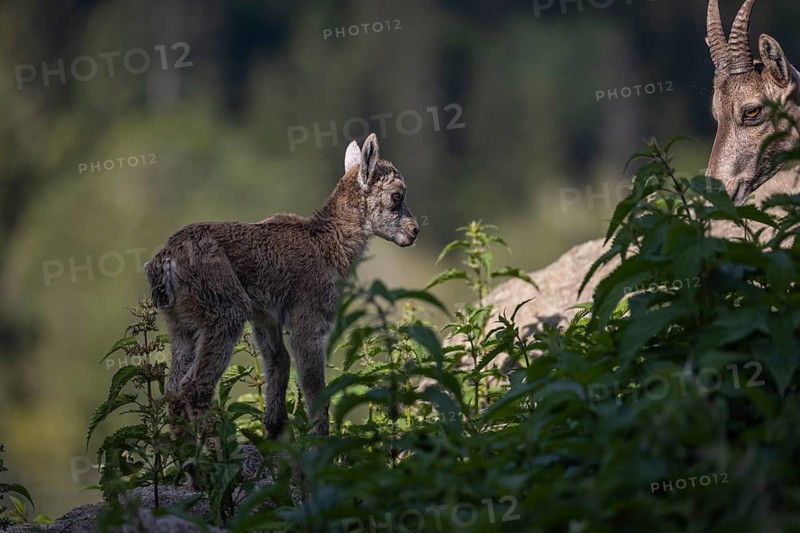 One adult female ibex (Capra ibex) walking over rocks with her baby next to her. Some green vegetation around