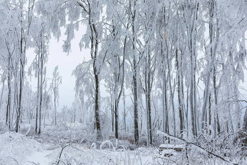 Winter landscape on the summit of the Czorneboh, trees thickly laden with snow and hoarfrost, fallen branches due to snowfall, Lusatian Mountains, Upper Lusatia, Saxony, Germany