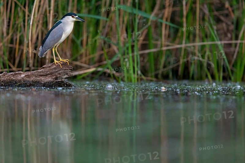Black-crowned black crowned night heron (Nycticorax nycticorax), Bihoreau gris, HÈron bihoreau, Martinete Com?n, Ayn Razat, Salalah, Dhofar, Oman