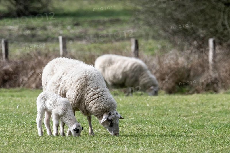 Bentheimer Landschafe (Ovis gmelini aries), dam with lamb, Emsland, Lower Saxony, Germany