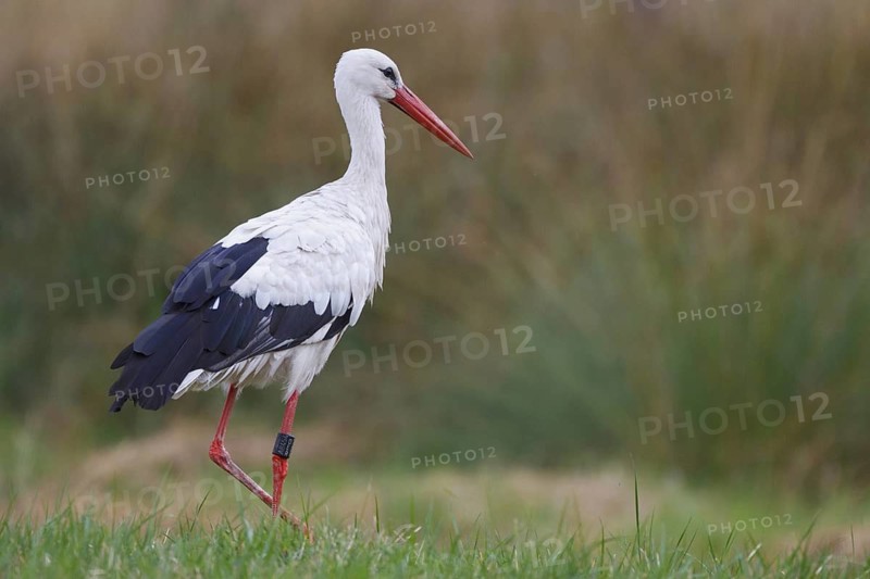 White Stork (Ciconia ciconia) female, North Rhine-Westphalia, Germany