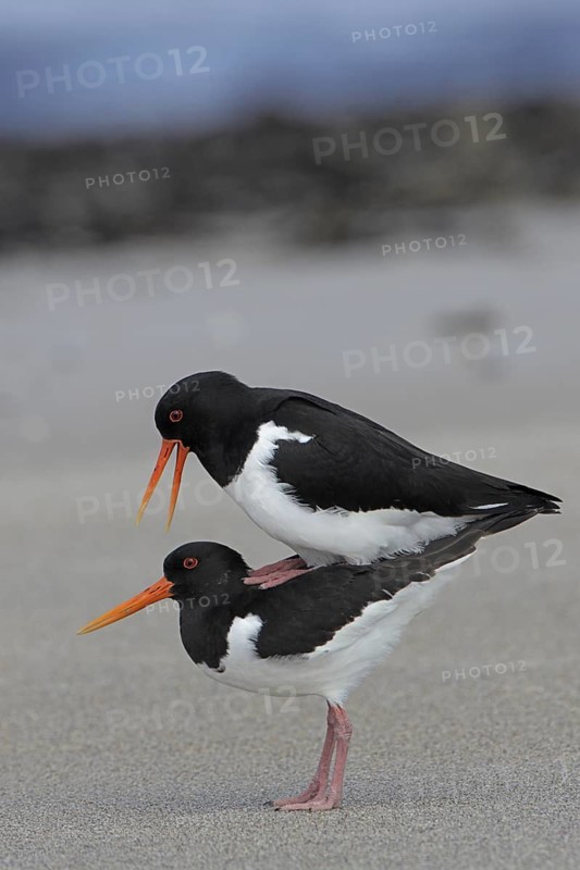 Austernfischer paaren sich am Strand, Hochformat, Nordseeküste, Düne von Helgoland, lat. Haematopus ostralegus