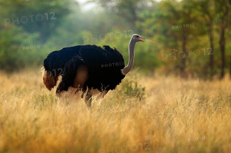 Common ostrich, Struthio camelus, big bird feeding green grass in savannah, Kruger NP, South Africa. Ostrich in nature habitat, wildlife Africa. Bird with long neck and small head