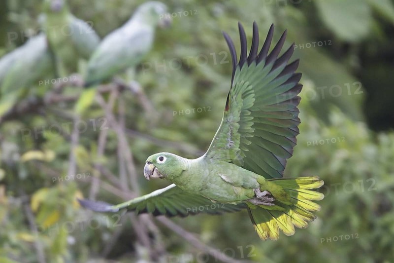 Southern Mealy Amazon (Amazona farinosa) flying, Ecuador
