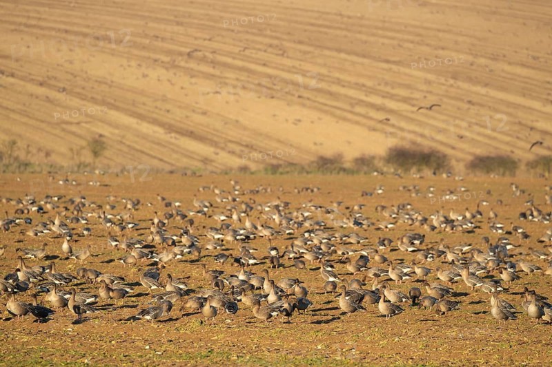 Pink-footed goose (Anser brachyrhynchus) adult geese birds feeding on a farmland harvested sugar beet field in winter, Norfolk, England, United Kingdom