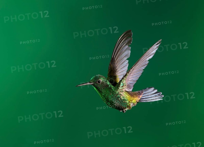 Copper-rumped Hummingbird (Amazilia tobaci), Trinidad and Tobago