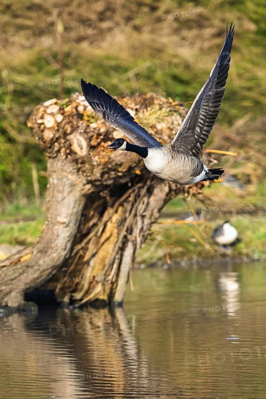 Canada Goose, Branta canadensis bird in flight over winter Marshes, Devon, England, United Kingdom