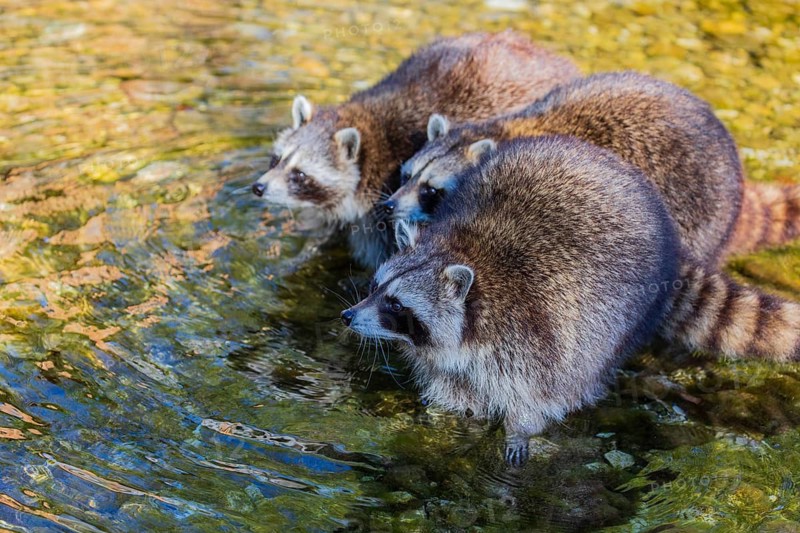 Three adult Raccoons Procyon lotor, stand in the shallow water of a creek and search for food