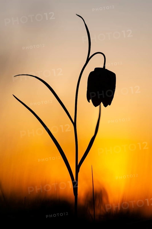 Snake's Head Fritillary (Fritillaria meleagris) at sunrise in a wet meadow in spring, Berne, Lower Saxony, Germany