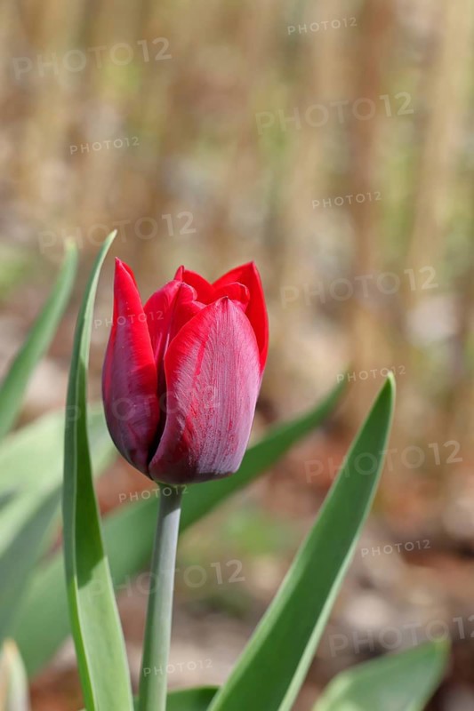 Tulip (Tulipa), red flower, Wilnsdorf, North Rhine-Westphalia, Germany