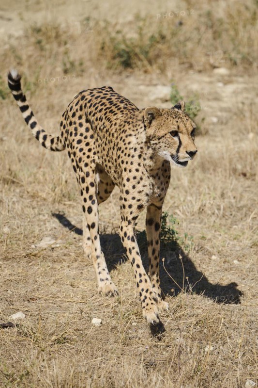 Cheetah (Acinonyx jubatus), walking in the dessert, captive, distribution africa