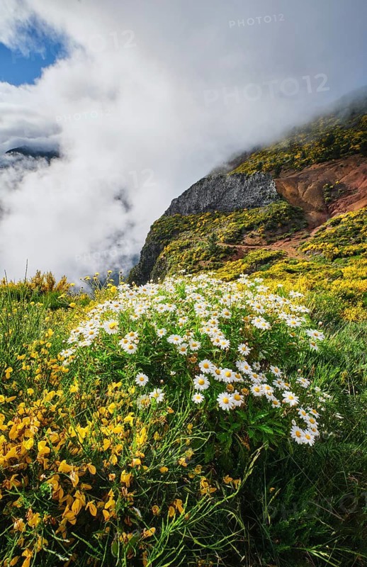 Madeira landscape with daisy flowers and blooming Cytisus shrubs and mountains in clouds. Miradouros do Paredao, Madeira island, Portugal