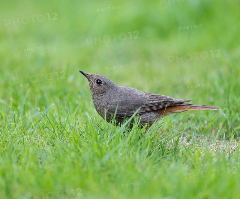 Black redstart (Phoenicurus ochruros), female ducks down in case of danger from a bird of prey, Lower Saxony, Germany