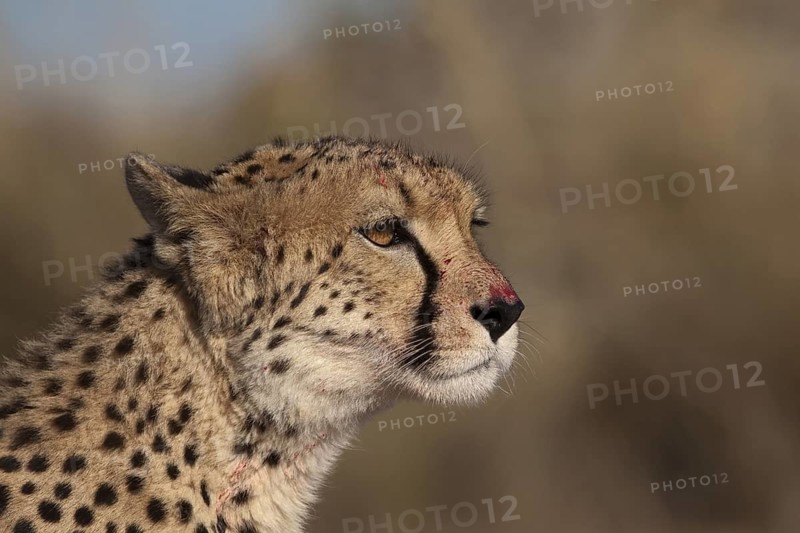 Cheetah (Acinonyx jubatus) female with bloody face after feeding, Castile-La Mancha, Spain