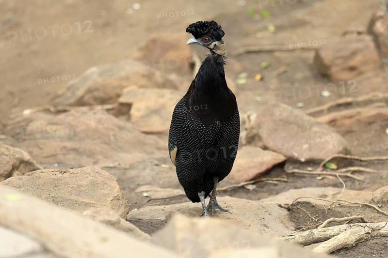 Ruffed Guinea Fowl (Guttera pucherani), adult, on the ground, alert, foraging, Kruger, Kruger National Park, South Africa