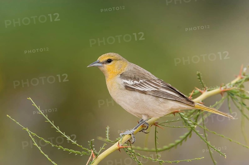 Bullock's Oriole (Icterus bullockii) female, California, USA