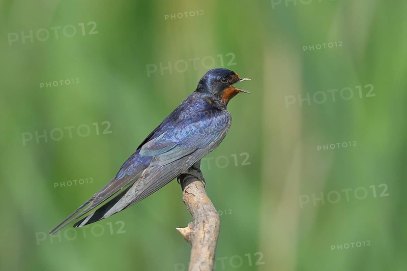 Barn Swallow (Hirundo rustica) sitting on a branch, Lake Neusiedl National Park, Burgenland, Austria