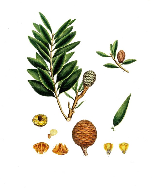 Agathis dammara, Araucaria family, Dammara orientalis, Amboyna pitch tree, tree, digitally enhanced reproduction of an original by Aylmer Bourke Lambert (1761 - 1842), English botanist, published around 1810