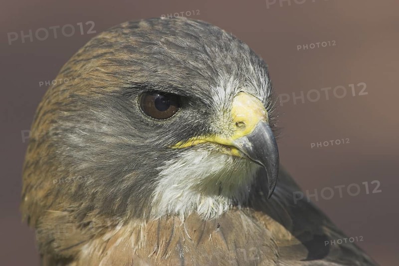 Swainson's Hawk (Buteo swainsoni), Alberta, Canada