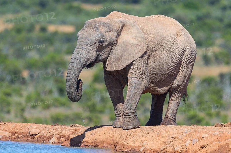 African elephant, (Loxodonta african), Addo Elephant National Park, Addo Camp, Western Cape, South Africa